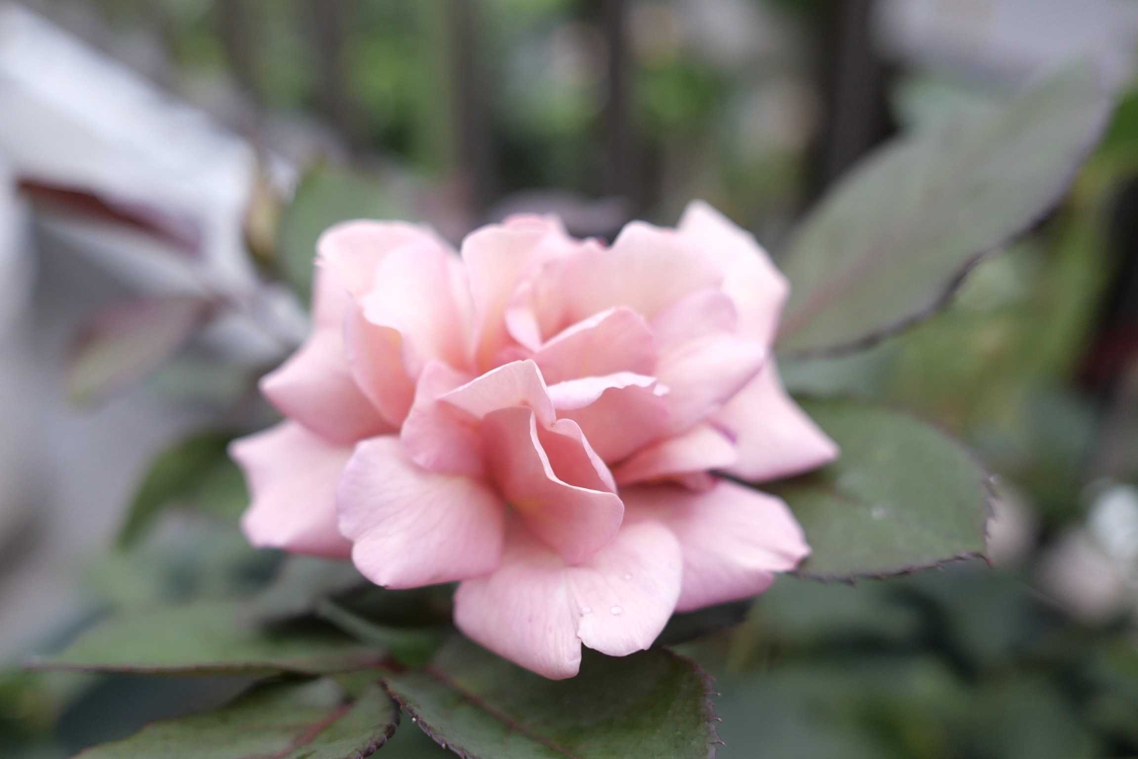 夏色も良いベランダのバラ Quatre Saisons ベランダとお庭の四季 楽天ブログ