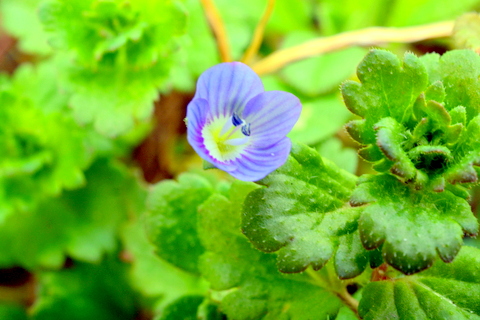 オオイヌノフグリにの花-3