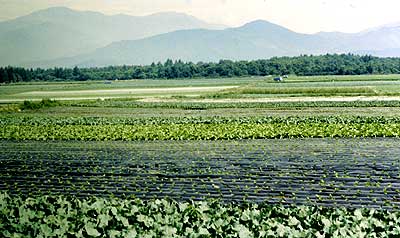 信州大学農場の圃場