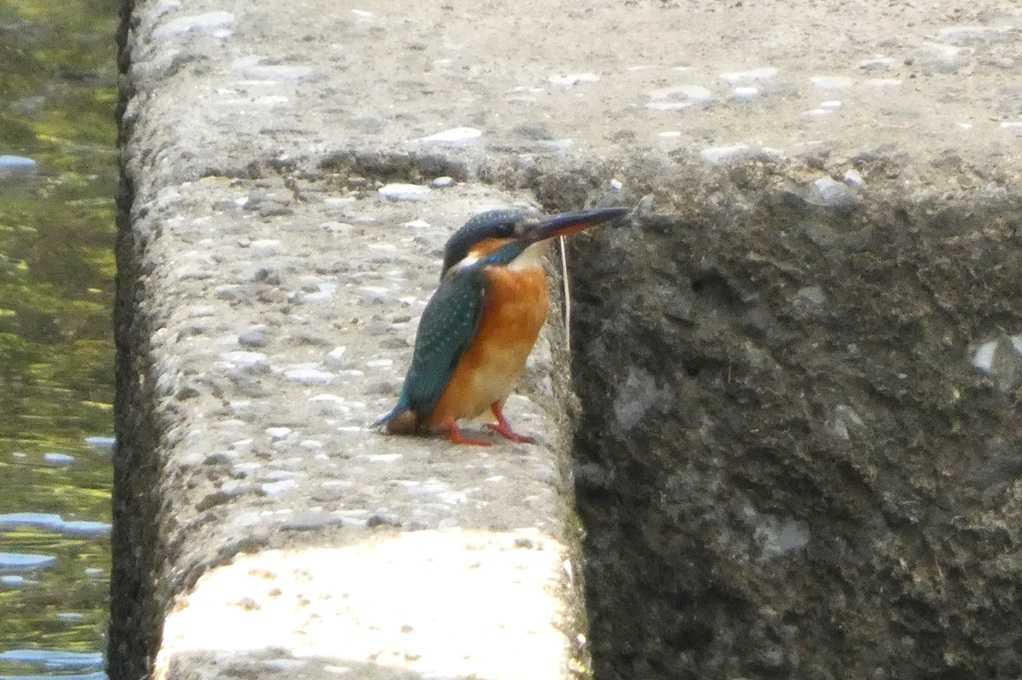 515