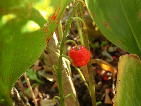 鈴蘭の実