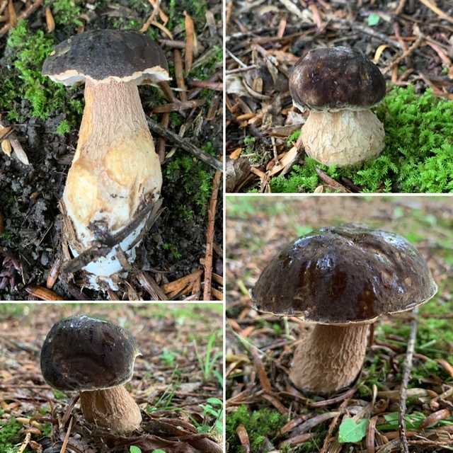 ムラサキヤマドリタケとヤマドリタケモドキの季節到来🍄 | papuchi