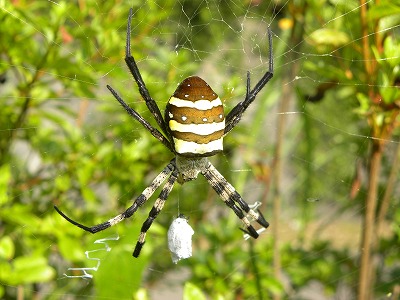 DSCN9610.jpg