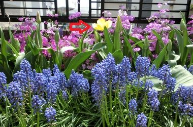 地植えチューリップとフリージアとアルメリアの開花 のんびりガーデニング 楽天ブログ