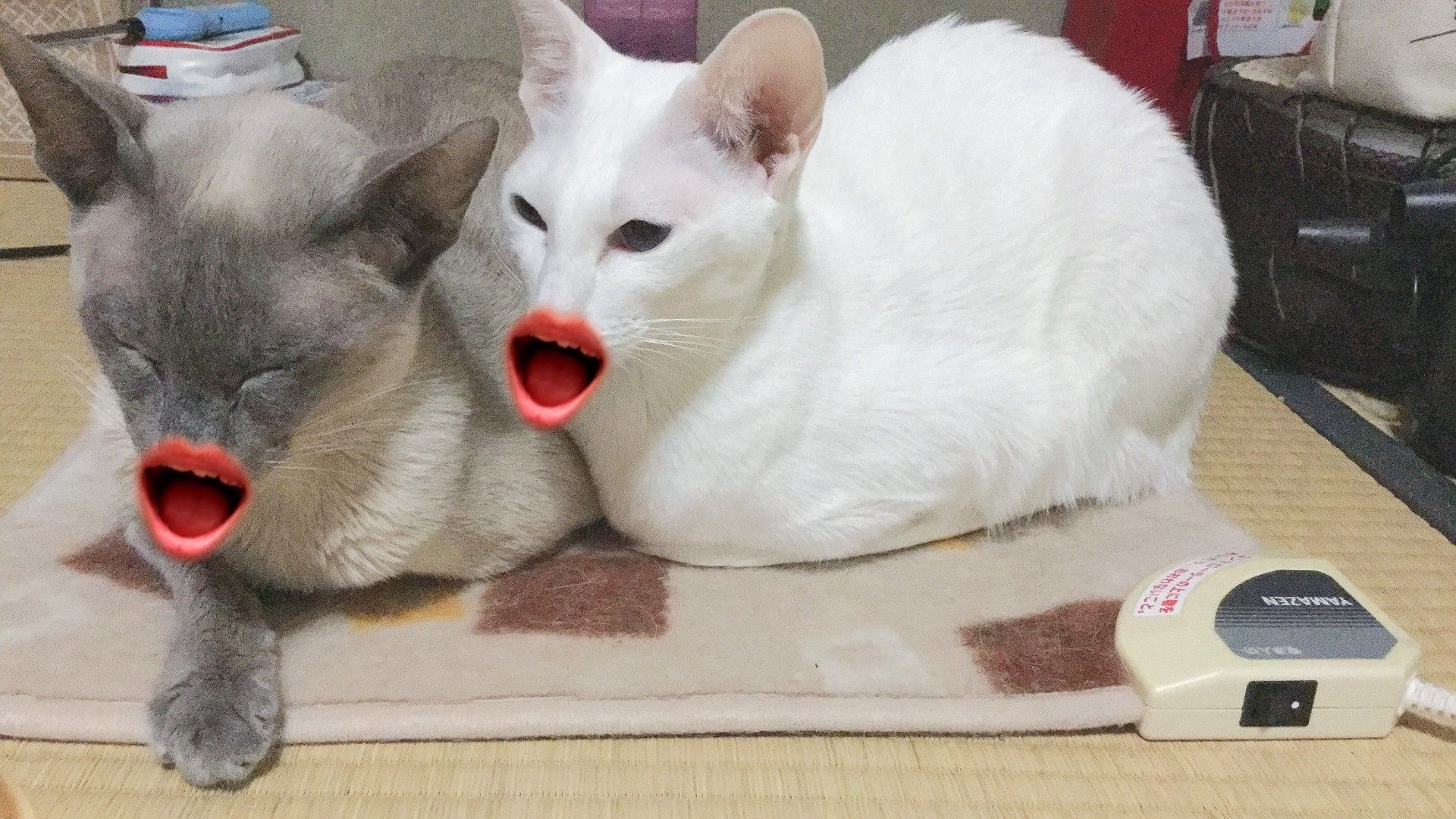 爆笑 大合唱 三角な猫 オリエンタルショートヘア シャム猫 過保護な猫飼い 楽天ブログ