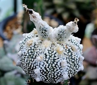 ミラクル兜とミラクル顔の兜たち・・ | ☆ガマンマの ニク・サボ栽培