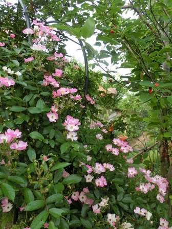 薔薇バレリーナ