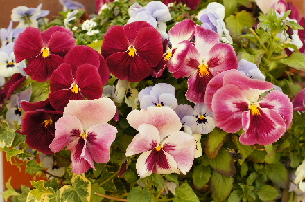 2013_0405ﾊﾟﾝｼﾞｰ0014.JPG