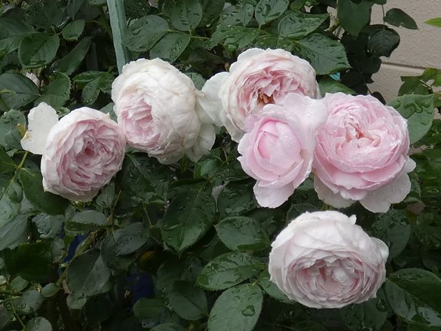 バラで小さな庭づくり 雨水たっぷりの今日のバラ エルモサ クリスティアーナ ナエマほか