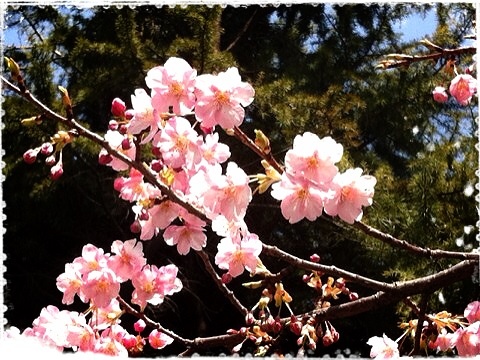 磯子駅前の河津桜２