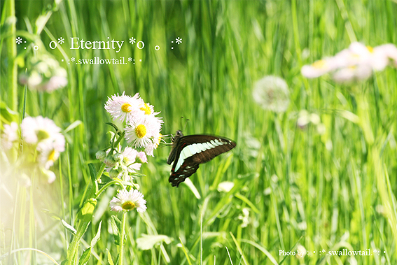 Photo by swallowtail　C.jpg