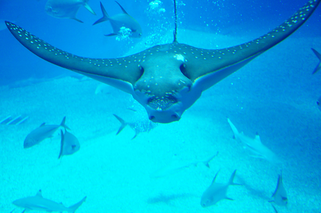 魚３