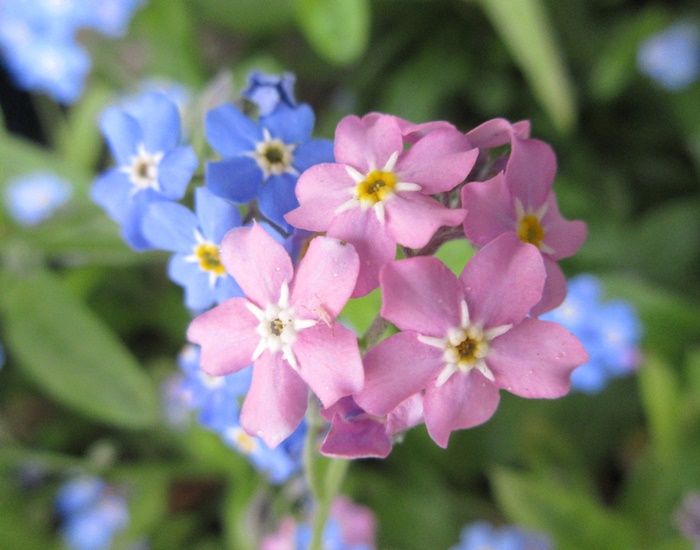 シレネペンジュラが咲く 花を増やすコツ サフィニアとペチュニア 狭い庭を花いっぱいにする育て方 楽天ブログ