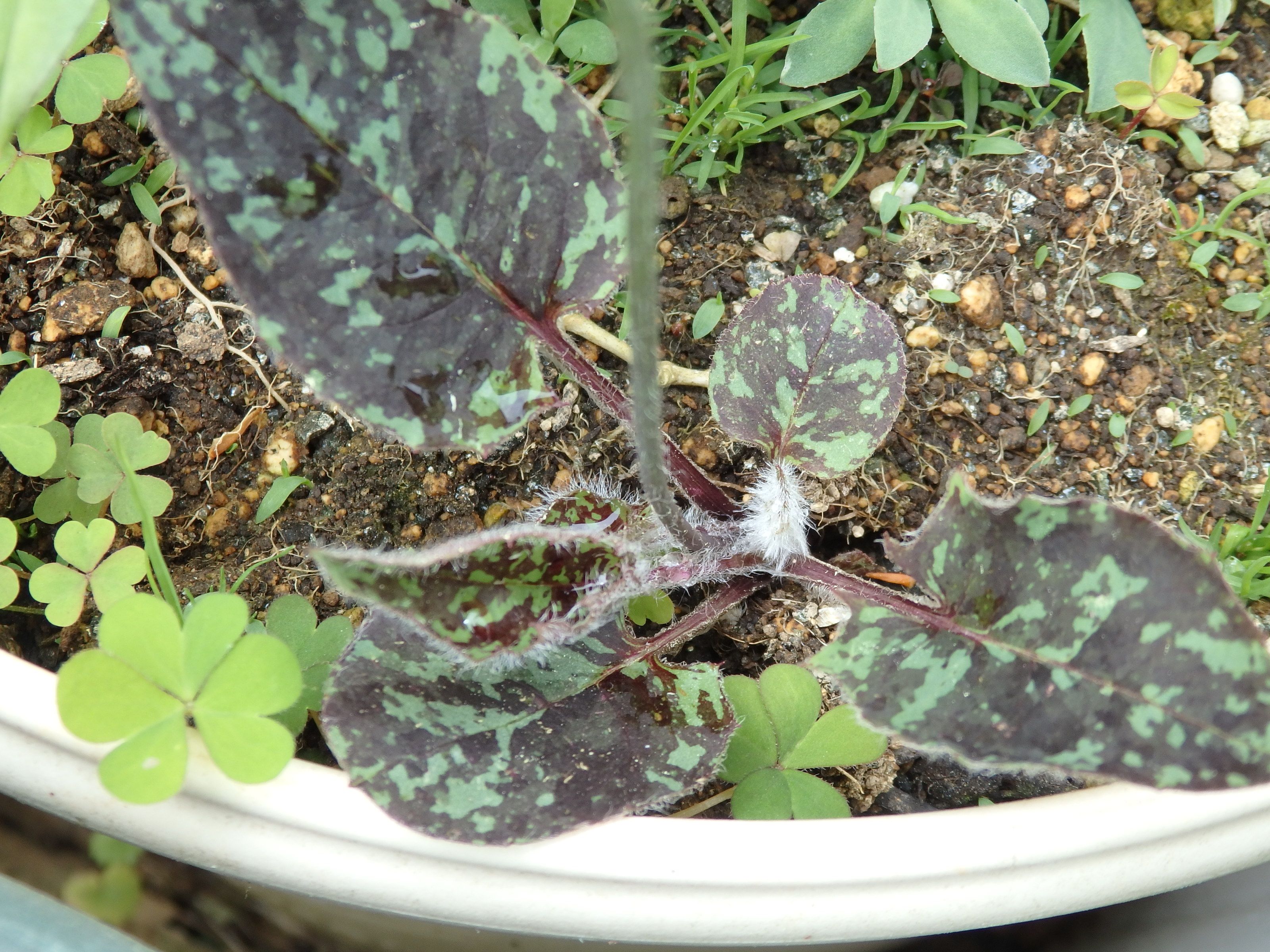 ５月の黄色のお花たち Kimi Teaの花日記 楽天ブログ