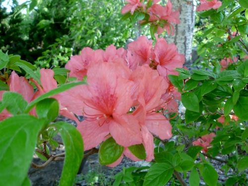 P1150064 (500x375).jpg