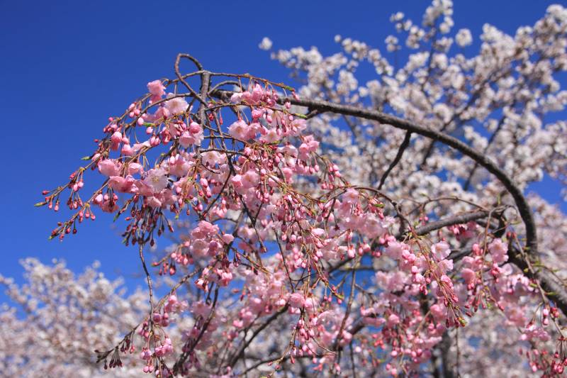 大阪城の桜_003.jpg