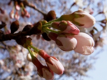 sakura33.jpg