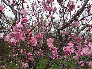 平岡公園の梅まつり
