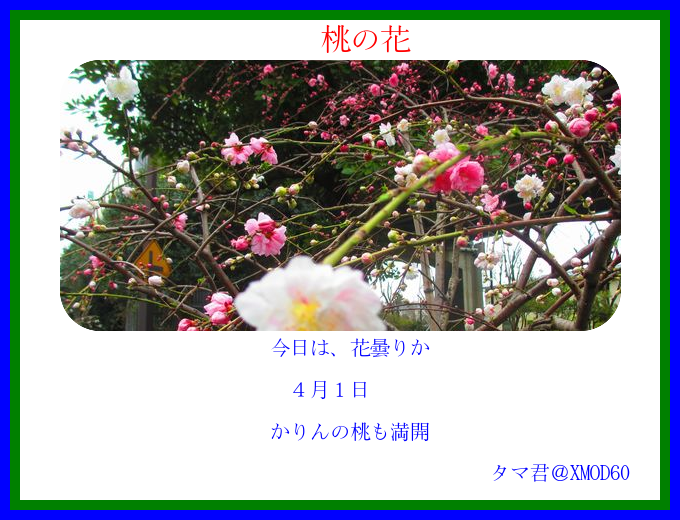 桃の花.png