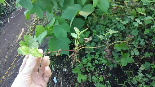 rblog-20160901005708-00.jpg
