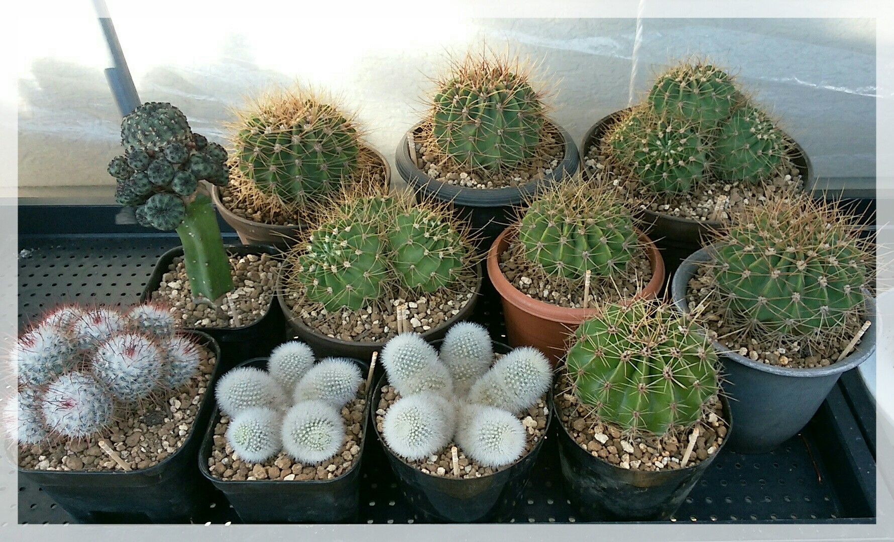 期間限定価格 サボテン 旺盛丸 超大古株 超美品 Www Yourazlawyer Com