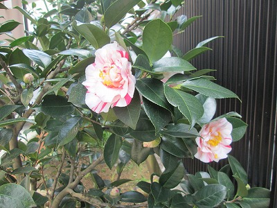 IMG_2272.jpg