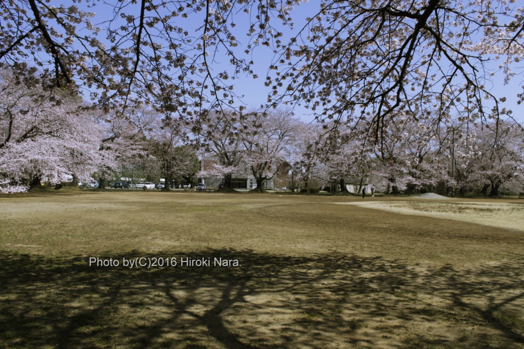 光景　sight0499 桜　サクラ　cherry blossom 春　spring