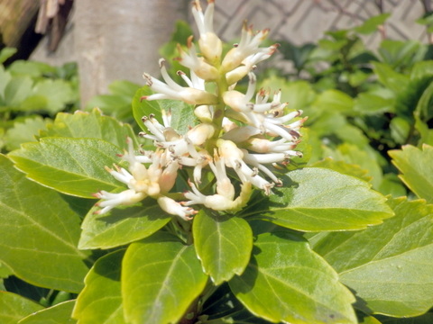 富貴草の花と葉