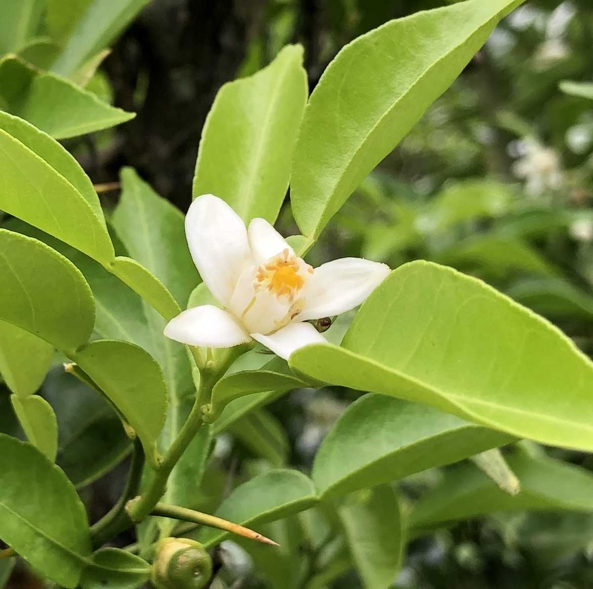 柚子の花 里山徒然 楽天ブログ