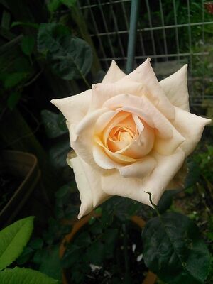 rblog-20140516092424-01.jpg