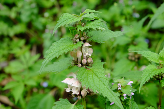 2016 04 16_3450.jpg