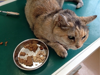 あたし、食欲ないの