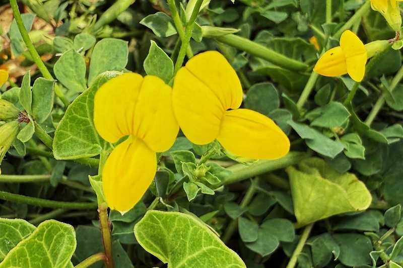 季節の花 ミヤコグサ群生 | himekyonの部屋 - 楽天ブログ
