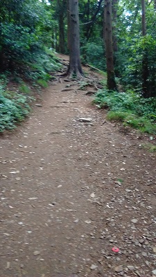 道をふさぐ木