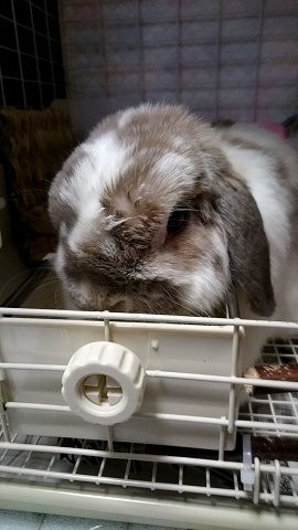 今は元気です 繰り返したうっ滞 みんとのお部屋 うさぎがいる暮らし 楽天ブログ