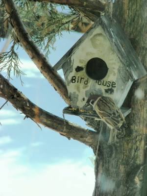 2017-03-25suzume (1).JPG