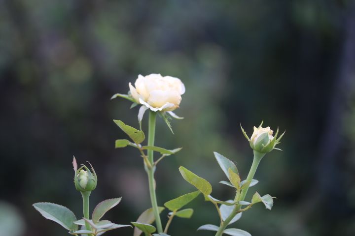 エブリンとプリンセスヴェール Searching My Garden 楽天ブログ