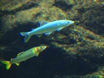 Sweetfish