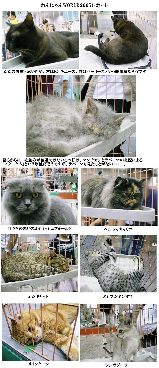 わんにゃんワールド２００５ ひまひまねこさんのきまぐれさらだ 猫 ネコ ねこ 猫を集めてにゃん十年 楽天ブログ