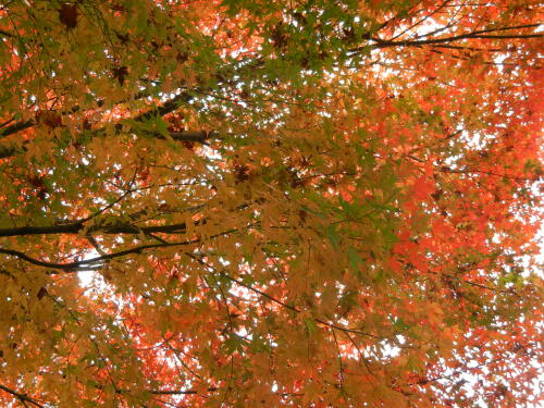 たぬき山公園の紅葉