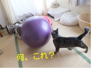 20121025_5.jpg