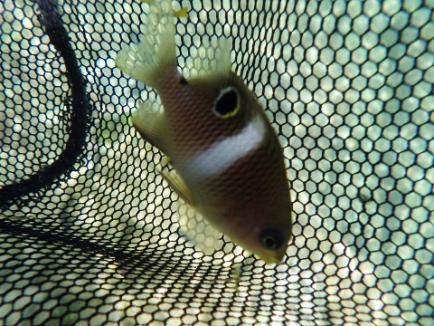 串本磯採集2016年9月中旬34　ハクセンスズメダイ（Plectroglyphidodon leucozonus）