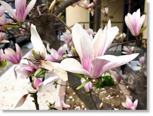 ピンクの木蓮 ラナンキュラスラックス 末摘む花の雑記帳 楽天ブログ