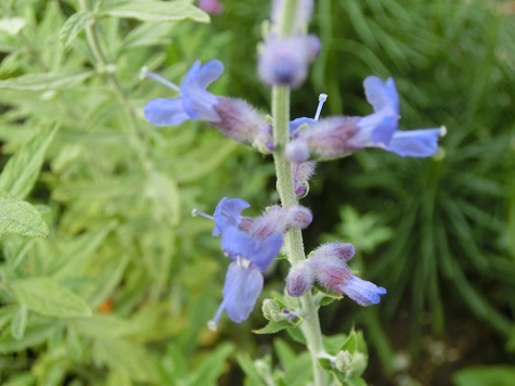 ロシアンセージ