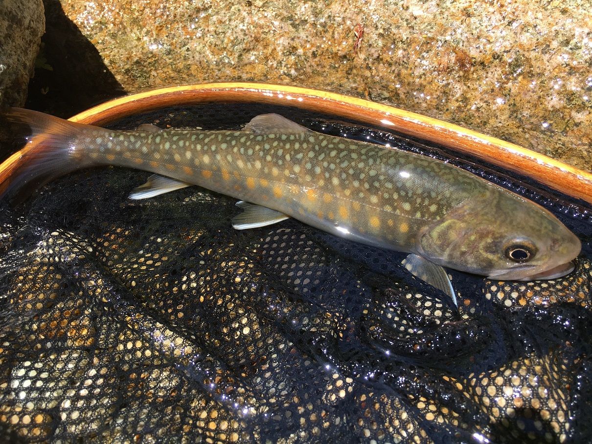 2ページ目の記事一覧 オオクワハンター 楽天ブログ