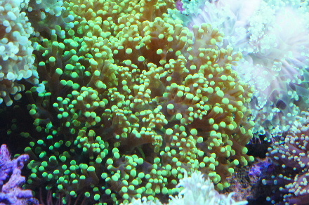 2013_0118ﾎﾝﾀｺ0007.JPG