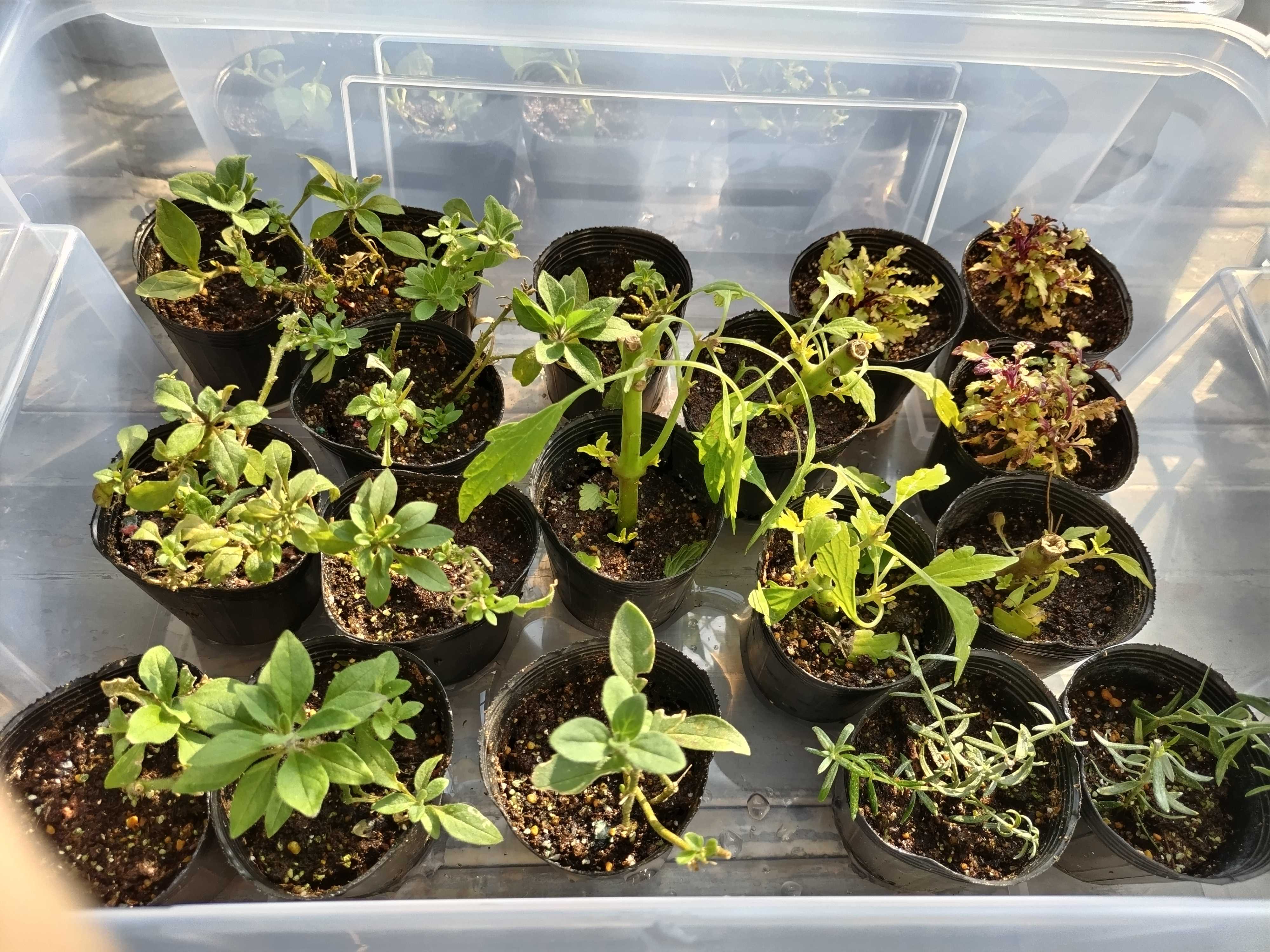 冬越しを始めました | シェードガーデンと猫 - 楽天ブログ