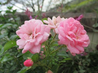 IMG_0779ss.jpg