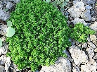 マンネングサの仲間 なんとなく趣味 It S Hobby Blog Somehow 楽天ブログ