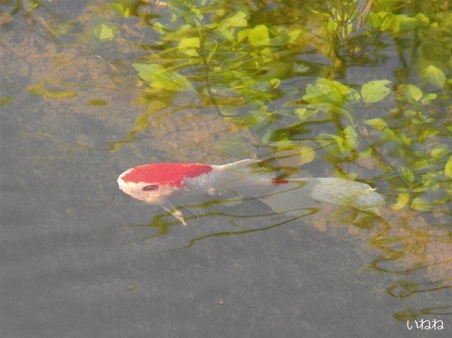 場違いな金魚 田んぼの水路に派手な小魚が泳いでいました いねねの趣味三昧 昆虫 野鳥 古寺巡り 読書 木工 語学など 楽天ブログ